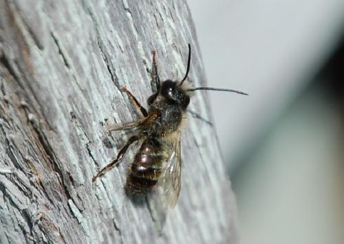Réf. 196 738 : Osmia sp.